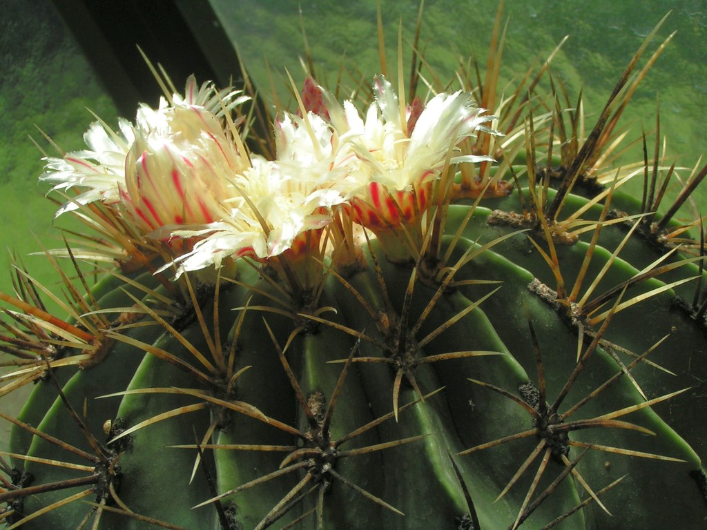 Ferocactus histrix